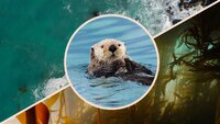 How Otters Are Saving Earth's Underwater Forests